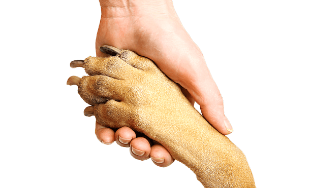 hand