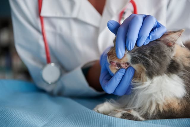 Pet Dental Care: Why Anesthesia & Prevention Matter