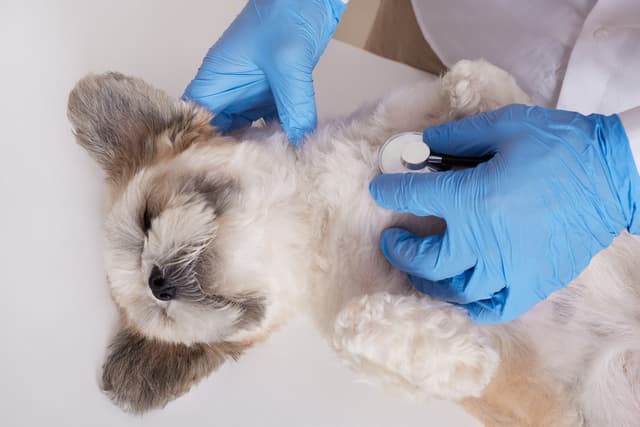 The Invisible Shield: Why Personalized Vaccination Matters for Your Pet